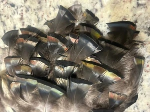 30 Stck. - Bronze Östliche Wild Truthahn Federn 5 bis 6 1/4 Zoll - Bild 1 von 3