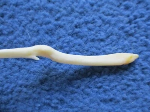 Real Raccoon Baculum Penis Unique BROKE & HEALED oddity RARE FREAK N3 - Picture 1 of 4