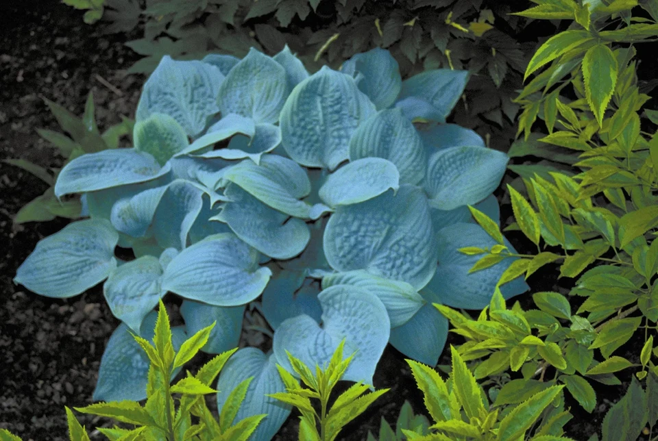 fragrant blue starter hosta. - Image 1 of 1