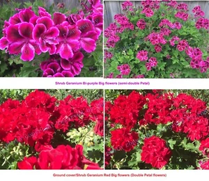 Geranium Large Flowered - Bi-Purple/Red flower - ROOTED plant & CUTTING unrooted - Picture 1 of 23