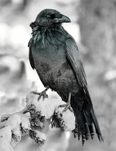 Hoffman Call Of The Wild Black Raven Cotton Quilt Fabric Panel 33 x 42" - Picture 1 of 1