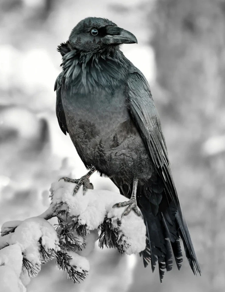 Hoffman Call Of The Wild Black Raven Cotton Quilt Fabric Panel 33 x 42" - Image 1 of 1