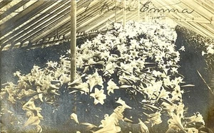 Lilien in einem Gewächshaus um 1906 Vintage RPPC Echtfoto Postkarte  - Bild 1 von 4