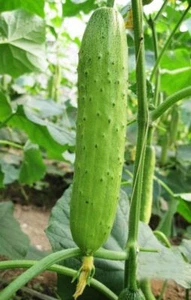 100 Chinese Spring & Autumn Cucumber Seeds Cucumis Cuke Seed Organic - Picture 1 of 4