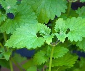 Fresh US Grown Perennial Organic Catnip (Nepeta Cataria) 25 Potent Leaves - Picture 1 of 2