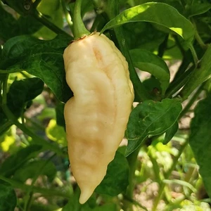 Bhut Jolokia Peach-melocoton , 10 semillas , Capsicum chinense (100) - Picture 1 of 1