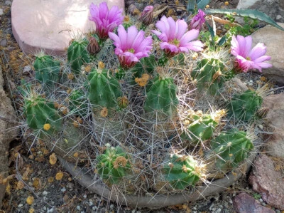 Echinocereus stramineus Strawberry Hedgehog Cactus Cold Hardy 110 - Image 1 of 4
