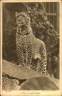 Vintage Postcard  Animal Card No 7 Leopard F W Bond London Zoo Photo