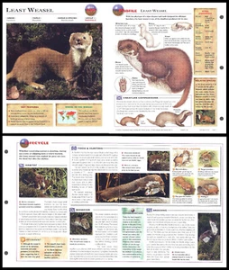 Fold-Out Sheet - Least Weasel - 299 - Picture 1 of 1