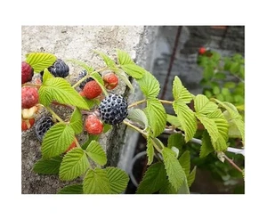 10x Rubus niveus Himbeere Strauch Garten Pflanzen - Samen B2256 - Picture 1 of 6
