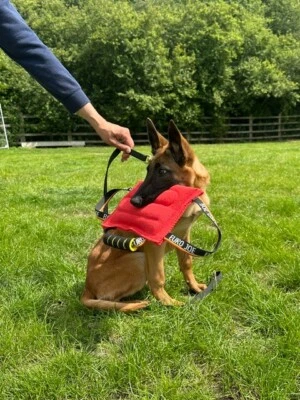 Euro Joe - Bite Pad Cushion for Pupppies Bite Tug with Handles