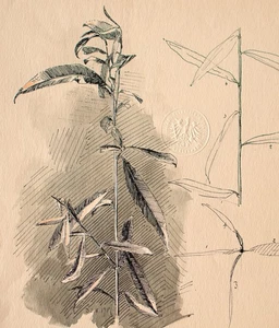 Pflanzenstudie Pflanzen Enzyklopädie aquarellierte Studienzeichnung 1901 - Picture 1 of 3