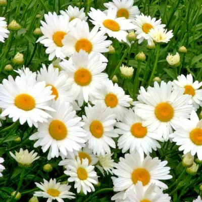 265+ Alaska Shasta Daisy Seeds North Eastern Cold Hardy Heirloom Variety Non-GMO - Image 1 of 4