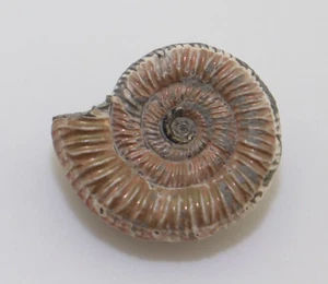 Ammoniten, Binatisphinctes (Okaites), Jura, Callov, Ryazan, Russland -L750 - Picture 1 of 5