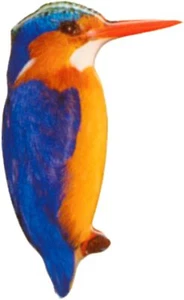 Aufkleber Eisvogel Dimension 80 x 50 mm Sticker - Bild 1 von 1