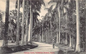SRI LANKA - Cabbage Palms, Peradeniya Gardens - Publ. Plâté & Co. 204 - Picture 1 of 2