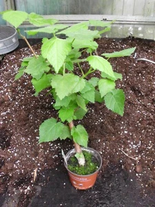 Zimmerlinde,Sparmannia africana,Zimmerpflanze,Tiliaceae,Pflanze - Bild 1 von 14