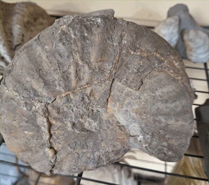 FOSSIL AMMONITE PIERRIE SHALE BLACK HILLS SOUTH DAKOTA REGION 6 INCH UNPREPPED - Picture 1 of 6