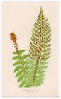 1857 Edward Lowe Fern Antique Botanical Print - Aspidium Aculeatum