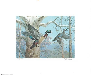PENNSYLVANIA #1 1983 STATE DUCK STAMP PRINT WOOD DUCKS by Ned Smith - Picture 1 of 1
