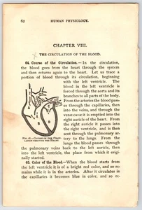 Circulatory System Ephemera Human Anatomy Scientific Illustration Junk Journal - Picture 1 of 2