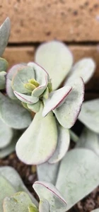Crassula arborescens cutting/Silver jade - Picture 1 of 5