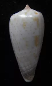 Seashell Conus cinereus bernardi 30 mm F++ - Imagen 1 de 1