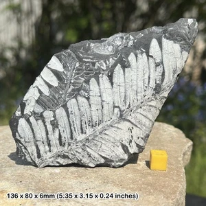 Fossil Fern (Pecopteris and Neuropteris), World Famous Fossil Leaf from - Picture 1 of 1