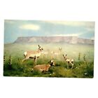 Vintage Postcard Denver Museum Natural History American Antelope Exhibit Display