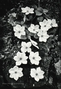 1938/59 Vintage ANSEL ADAMS Yosemite Dogwood Flowers Photo Gravure Art On 8X10 - Picture 1 of 1