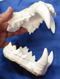 Jaguar Kiefer Zähne Guss Taxidermie Kunststoff Nachbau - Bild 1 von 5