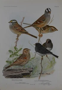 Antiguo arte de aves ornitología aves de Nueva York gorrión coronado historia de 1923 - Imagen 1 de 8