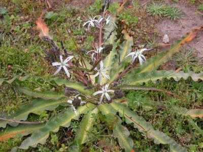 Chlorogalum pomeridianum | Wavyleaf Soap Plant | Amole Lily | 5 Seeds - Image 1 of 4