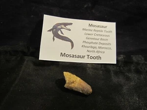Dinosaur Bone Mosasaur Tooth Morocco, North Africa With Display Card MT F - Picture 1 of 9