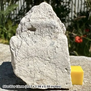 Stylimis Turtle Shell Fragment Fossil - Oligocene; 30 Million Yrs, South - Picture 1 of 1