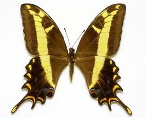 PAPILIO ANDRAEMON ANDRAEMON****female****Jamaica(papered,not pinned) - Picture 1 of 1