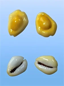 Cypraea moneta f. flava, Maldives Islands, 15-15,4 mm, DEEP YELLOW, STRONG - Imagen 1 de 1