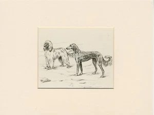 SALUKI UND AFGHANISCHER HUND ALTER 1934 MONTIERTER HUNDEKUNSTDRUCK von PERSIS KIRMSE - Bild 1 von 1