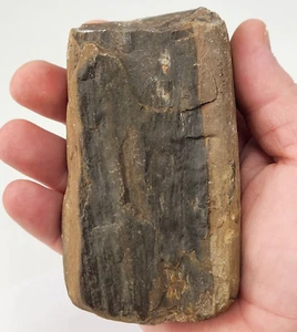 Petrified Wood - Unknown Formation and Age - Fossil - Picture 1 of 17