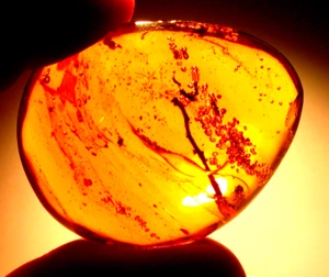 Long Plant Stem Water Enhydros Moving Air in Dominican Amber Fossil Large 20 g - Picture 1 of 12