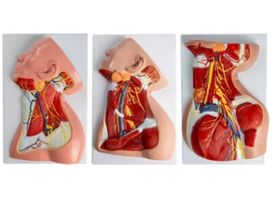1:1 size Head and neck muscle vascular nerve medical anatomical model - Picture 1 of 24
