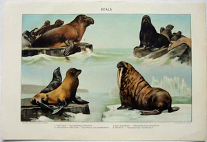 Seals - Original 1902 Dated Stone Chromo-Lithograph by Julius Bien & Co. Antique - Picture 1 of 2