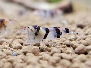 10 Racoon Tiger Shrimp  - Picture 1 of 1