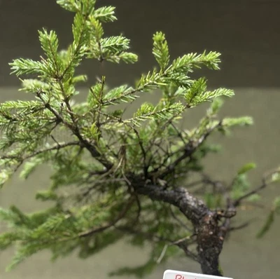 12” Black Spruce Wild Collected Pre Bonsai Yamadori Starter Tree - Image 1 of 4
