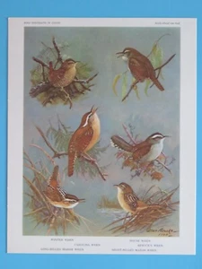 Original 1960 Bird Print Winter, Marsh, Carolina, House Wren 6-1/2"x8-1/2" - Imagen 1 de 2