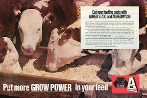 Anuncio impreso de 2 páginas 1974 de Aureo S 700 y aureomicina alimento para crecimiento de vacas - Imagen 1 de 2