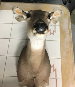Whitetail Deer Doe Head Shoulder Mount Taxidermy  - Picture 1 of 5