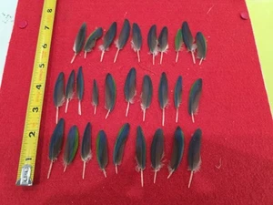 Z96 Lote De 29 Plumas Ala Loro Verde Azul Elevado Cautivo - Imagen 1 de 2