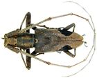 Insect - CERABYCIDAE Paraleprodera insidiosa - Yunnan - Female 25mm ....!!