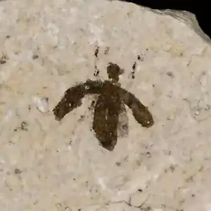 Insetto mosca marzo fossile dettagliato 0,4" fiume verde FM contea di Uintah UT età eocene - Foto 1 di 6